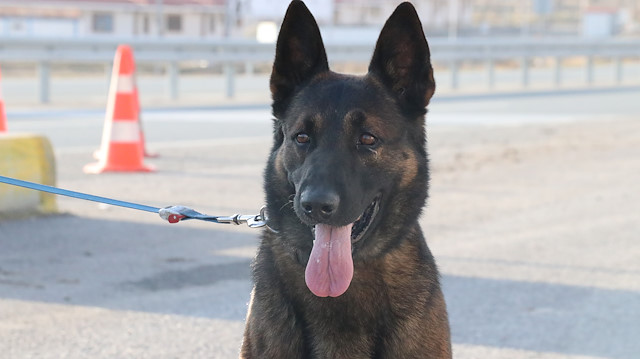 Narkotik dedektör köpeği 'Odin'