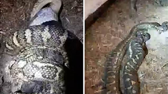 Piton kümese daldı