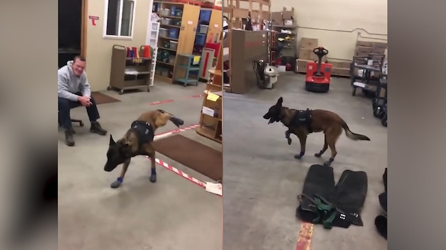 Kar botu giyen K-9 köpeğinin yürüme mücadelesi