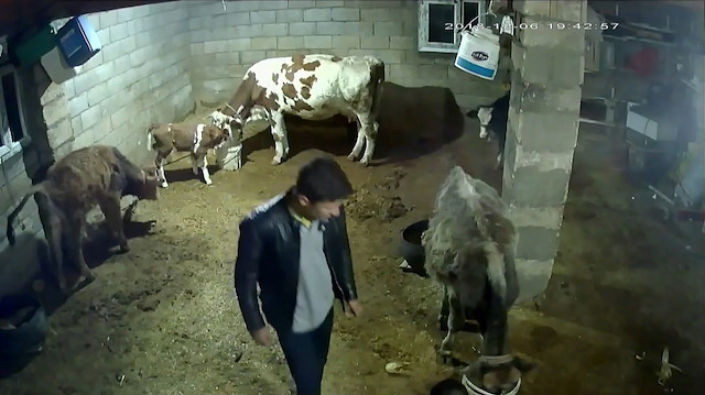 Çöken ahırın altında kalan iki inek telef oldu