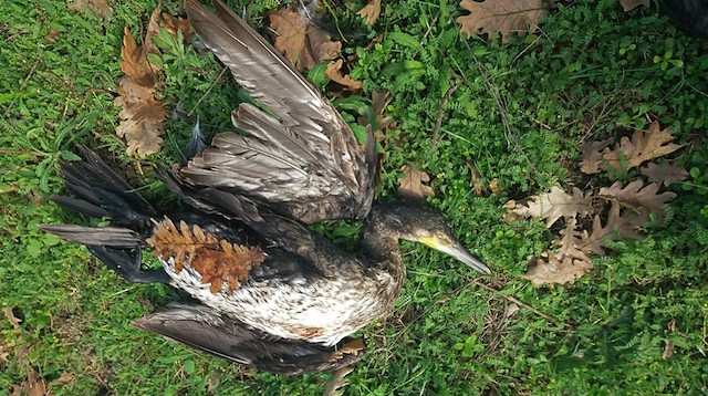 Avlanması yasak olan kuş vuruldu