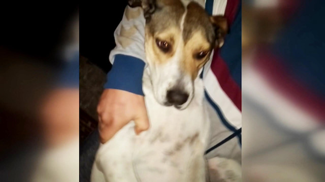 Köpekleri ninni söyleyerek uyutan kokoreççi