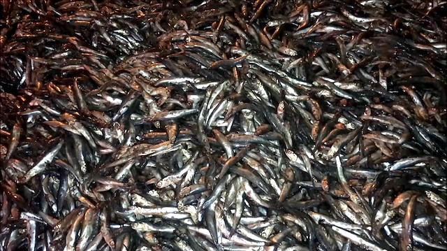 TIR kapağı açıldı 15 ton hamsi yola döküldü