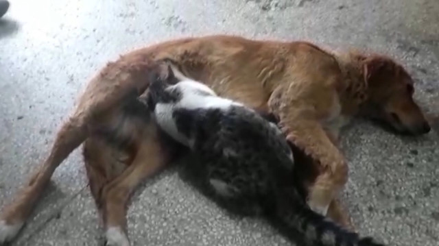 Kediye annelik yapan sokak köpeği