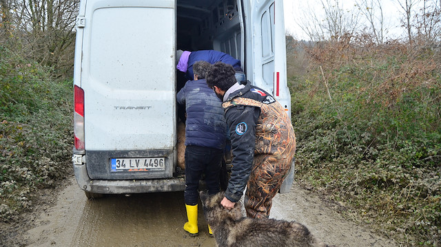 Kemerburgaz'da kÃ¶pek eÄitim merkezini sel bastÄ±: 8 kÃ¶pek Ã¶ldÃ¼ ile ilgili gÃ¶rsel sonucu