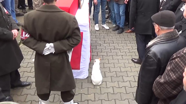 Şehidin beslediği kedi tabutun başından ayrılmadı