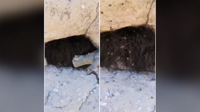 Tüylü bir hayvan sandığı şeyi sopayla dürtünce hayatının şokunu yaşadı