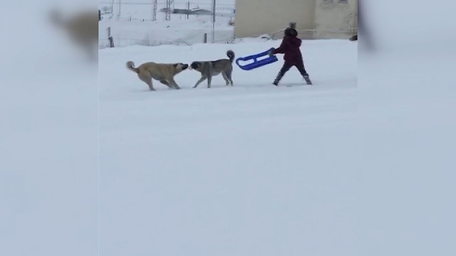 Çocuklarla köpeklerin kızak kapma mücadelesi renkli anlara sahne oldu