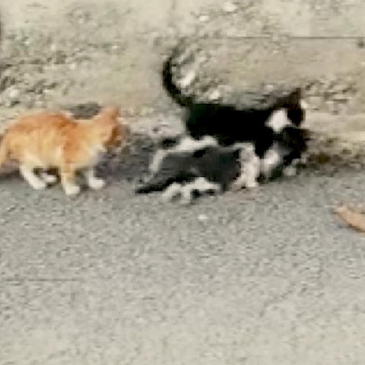 Aracın çarptığı kediyi ağzıyla yol kenarına taşıdı