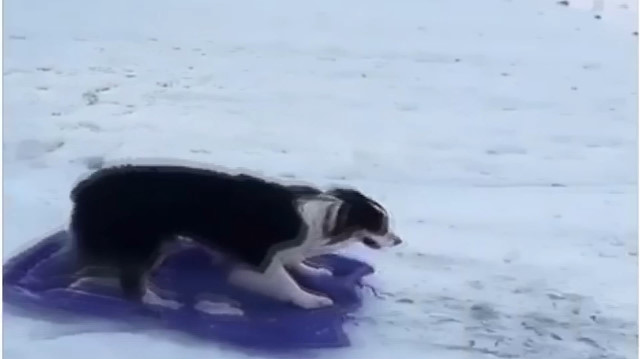Köpeğin kızak keyfi görenleri şaşırtıyor