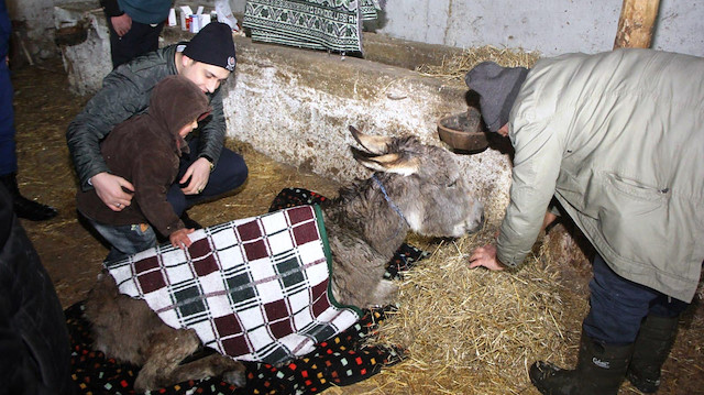 Yaralı eşek, veteriner tarafından tedavi edildi.