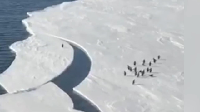 Penguenin, ailesine kavuşmak için saniyelerle yarışı kamerada