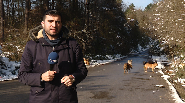 TVNET ekibi Köpeklerin saldırısında ne yapmalıyız? sorusuna cevap aradı