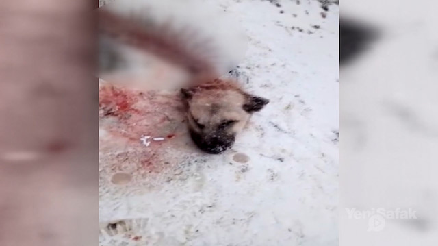Dağdan inen aç kurtlar kangal köpeğini yedi