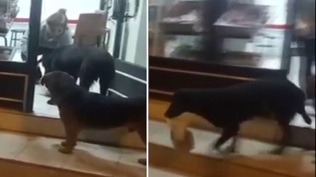 Yemek poşetini ağzıyla taşıyıp yavrularına götürüyor
