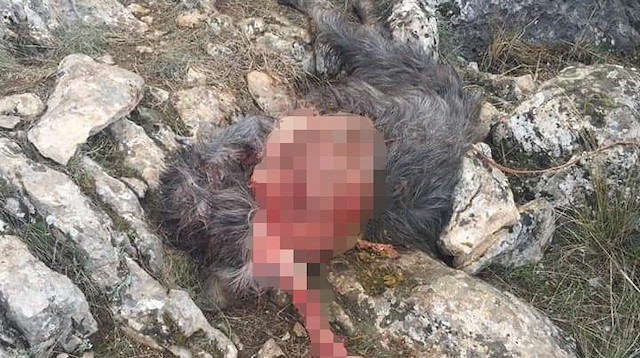 Köpeklerin saldırısıyla keçiler telef oldu.