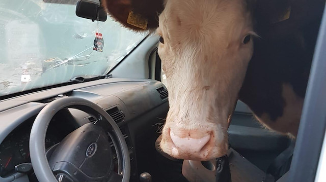 Çalınan inek zar zor sığdığı hafif ticari araçta böyle görüntülendi.