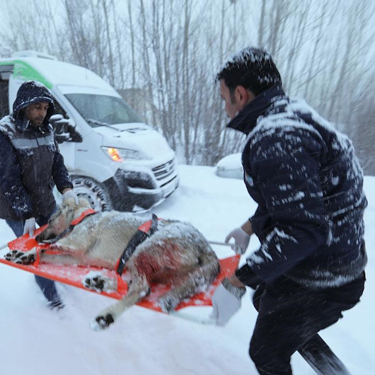 Av tüfeğiyle vurulan köpek için karda kilometrelerce yol gittiler