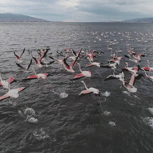 Flamingo şöleni körfezi renklendirdi