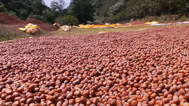 Fındığın kilogramı 14 liraya kadar yükseldi.