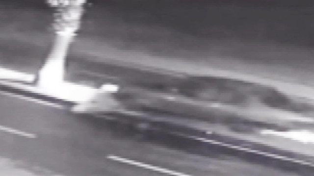 Palmiye ağacı otomobili hurdaya çevirdi