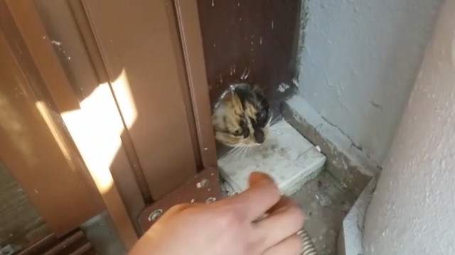 Başı kapı pervazına sıkışan kedi böyle kurtarıldı