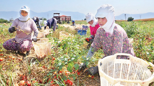Tarım ve Orman Bakanlığınca arazi edindirme ve dağıtım çalışmaları devam ediyor.