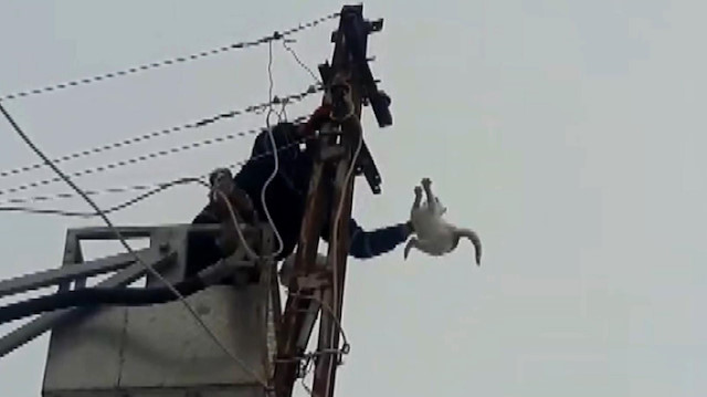 Elektrik direğinde üç gün mahsur kalan kedinin kurtarılma anı