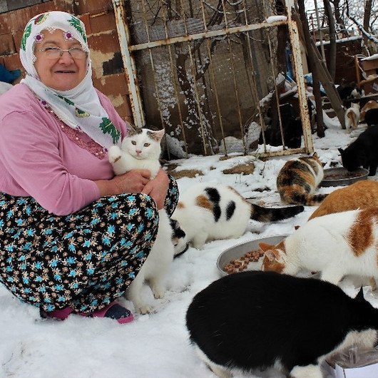 58 kediye sahip çıkan Nuriye Teyze: Beni hor görüyorlar