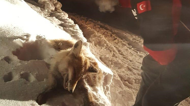 Yiyecek aramaya çıkan tilki soğuğa dayanamadı