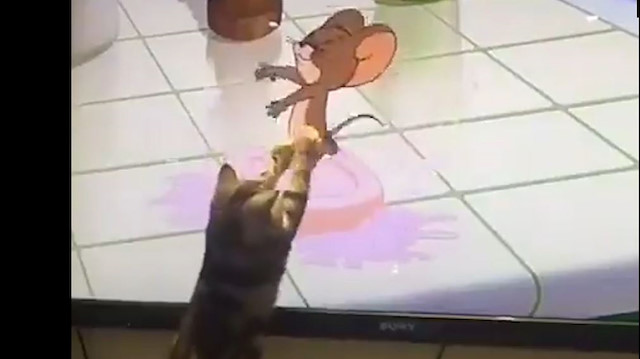 Televizyonda gördüğü Jerry'i yakalamaya çalışan kedi güldürdü