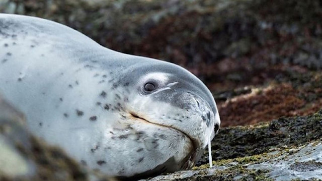 Bellek, Yeni Zelanda'nÄ±n GÃ¼ney AdasÄ±'ndaki Invercargill'de bulunan Oreti Sahili'nde, hasta gÃ¶rÃ¼nen bir leopar fokundan alÄ±ndÄ±ÄÄ± kaydedildi.