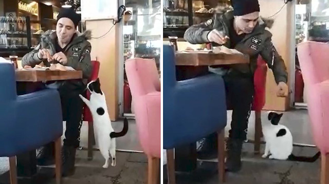 Acıkan kedi pastane müşterisini rahat bırakmadı