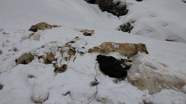 Gölcük Yaylası'na yürüyüş yapmak için giden dört arkadaş, canice öldürülen köpekleri buldu.