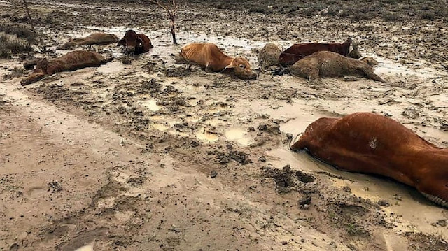Selde telef olan büyükbaş hayvanlar.