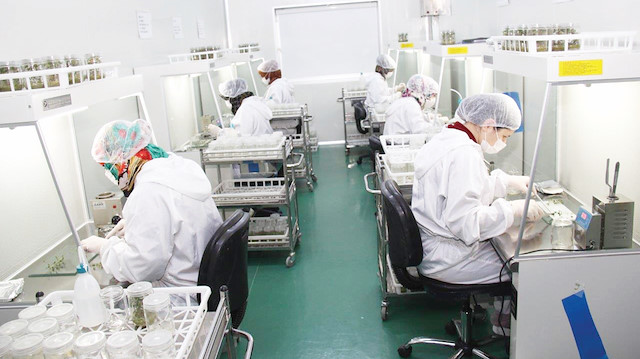 Doku Kültürü Laboratuvarı’nda hastalıklardan ari temiz ve genç patates tohumları üretiliyor.
