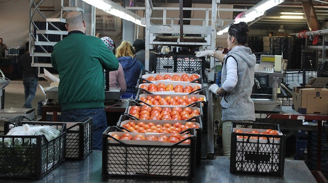 Antalya'da sebze paketleme birimi.