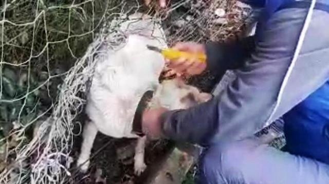 Nefessiz kalan sokak köpeğini tesis sorumlusu kurtardı