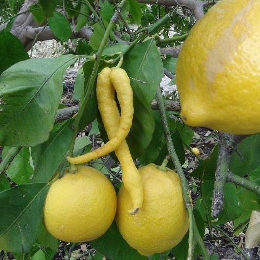 Biber görünümlü limon görenleri şaşkına çevirdi