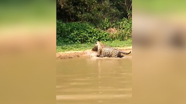 Jaguar timsahı suyun içinde avladı