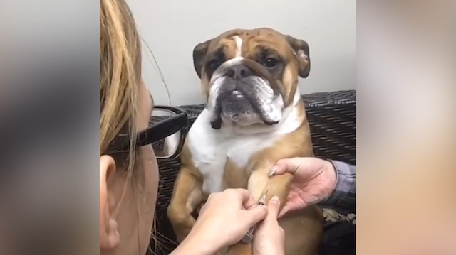 İğne yapılırken aşırı sakin olan köpek