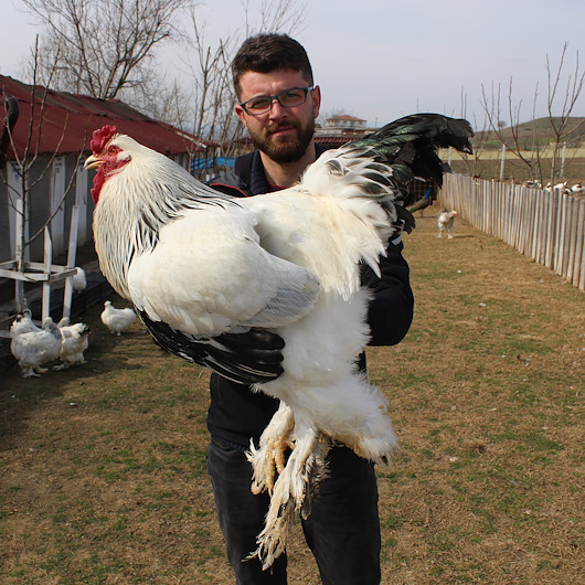 Süs tavuğu hobisi gelir kapısı oldu