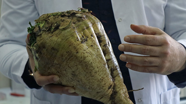 Şeker pancarı köklerinden titizlikle toplanan bakteriler, 5 milimetrelik şişelerle piyasaya sunulmak için gün sayıyor.