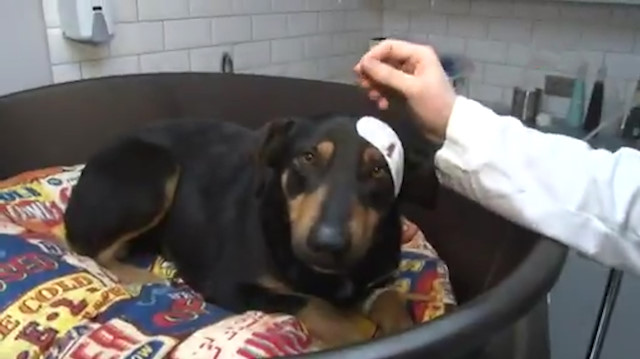 Havlamasından rahatsız olduğu köpeği başından vurdu