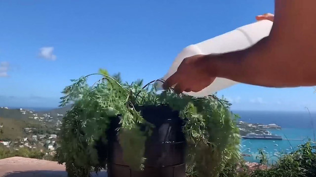 Kurumuş çiçeğin suyla buluştuğu an