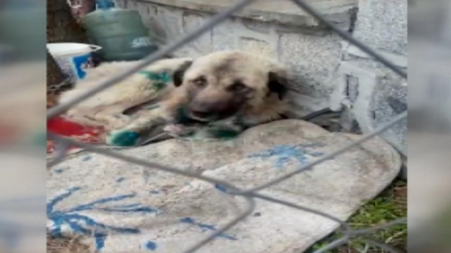 Yerde sürüklenen köpek artık sıcak yuvasında