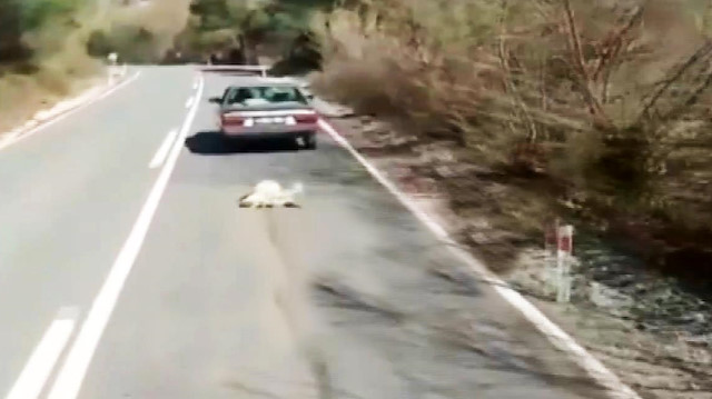 Vicdansız adamın köpeğe yaptığı işkence sosyal medyayı ayağa kaldırdı