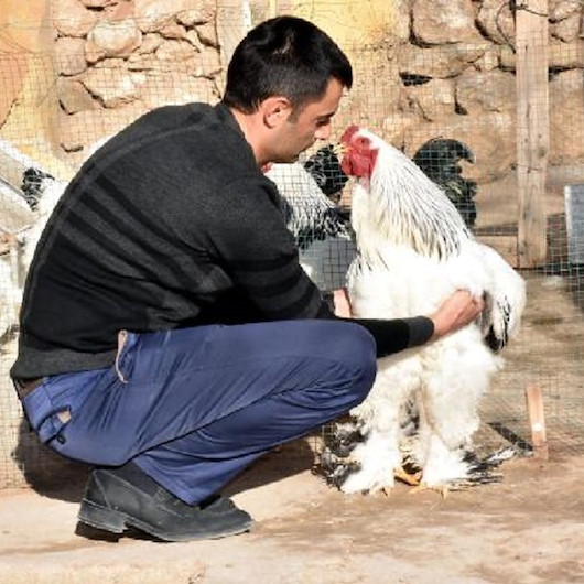 Kahve alışkanlığından süs tavuğu sayesinde kurtuldu