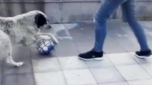 Futbolcu köpek sosyal medyada büyük ilgi gördü