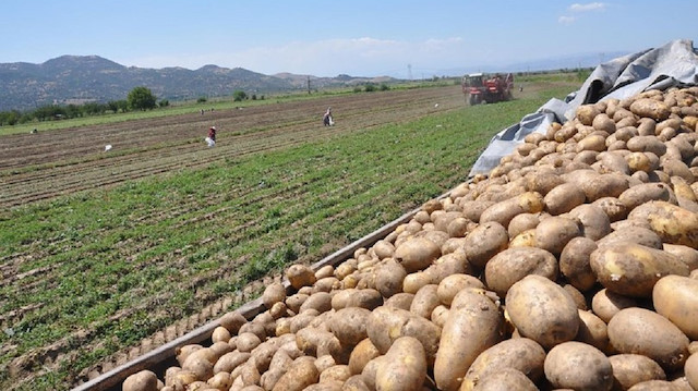 Patates hasadı